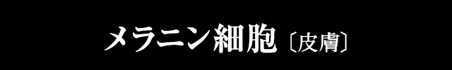 メラニン細胞
