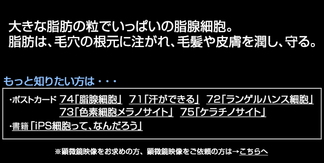 脂腺細胞
