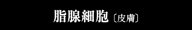 脂腺細胞