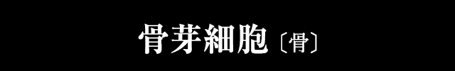 骨芽細胞