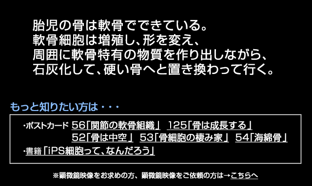 骨の成長を先導する軟骨組織