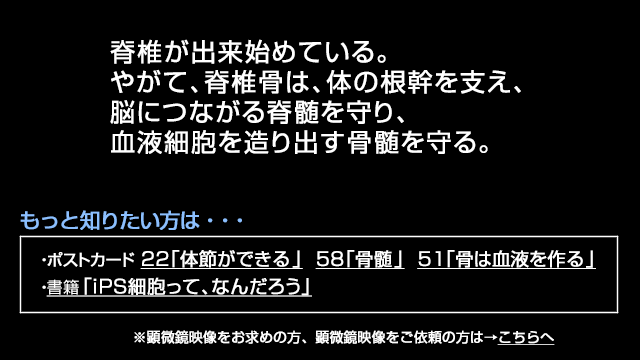 脊椎形成