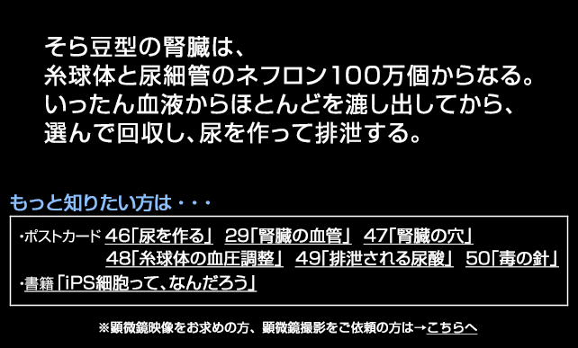 腎臓