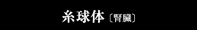 糸球体