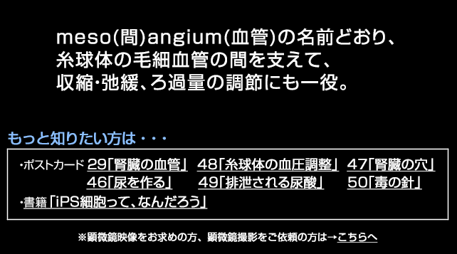 メサンギウム細胞