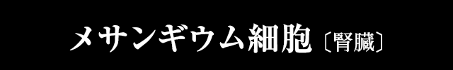 メサンギウム細胞