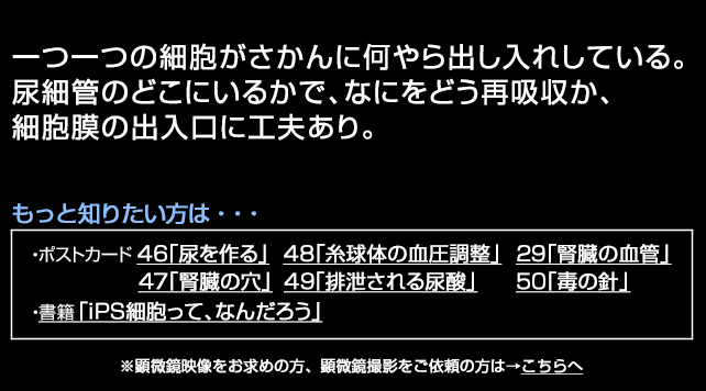 尿細管上皮細胞