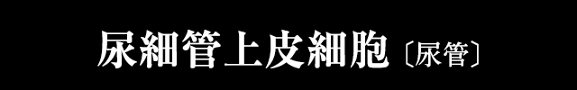 尿細管上皮細胞