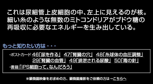 細胞の内部